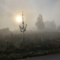 Nebellandschaft beim Verein Ökokreis, aufgehende Sonne, Bäume und eine Königskerze im Nebel
