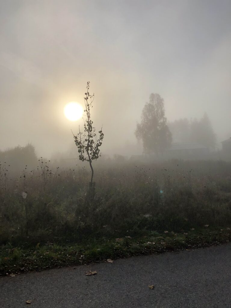 Nebellandschaft beim Verein Ökokreis, aufgehende Sonne, Bäume und eine Königskerze im Nebel